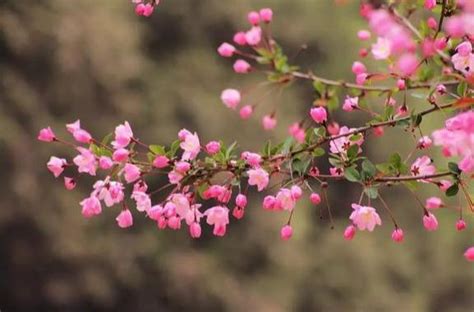 門前種蓮花|【門前種什麼花最好】門前種啥花最旺你？這5種花招財又避邪，。